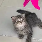 قطط كيتن ذكر وانثى سكوتش فولد وستريت شورت هير