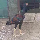 ديك سندي
