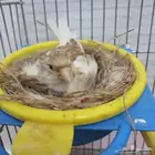 زوج كناري سوري منتج (تم البيع )