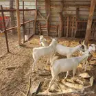 4عنق تيس صغير