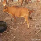 حسيلة للبيع
