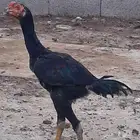 سنود للبيع