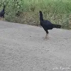 طقم سندي للبيع