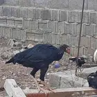 فروخ مكس سنود وشامو