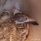 حمام حب الرمان