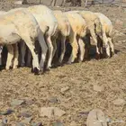 للبيع رخال رفيديات عدد 29 غنم