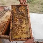 يوجد 90خليه افرنجي للبيع حضنه ماشاءالله تبارك الله ريش مغطي