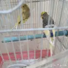 طيور الحب البادجي