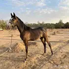 مهر واهو