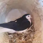 حمام شيرازي