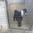 تيس للبيع