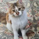 قطط للتبني  عمرهم 9 شهور تقريبا لطيفه وتحب اللعب ومرحه