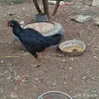 دجاجة سندية