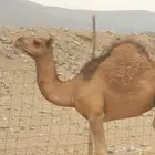 نياق للبيع