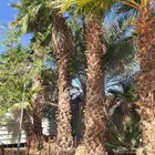 نخل للبيع نجران