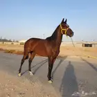 حصان انجليزي حق سبق