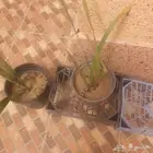 نخله روثانه سكريه