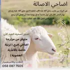 اضاحي حري