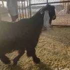 تيوس عارضي عدد 2