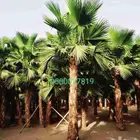 نخل واشنطني ثيل طبيعي للبيع