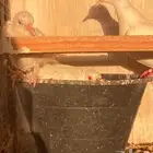 ياكريم ابيض عيون حمر وسلكي