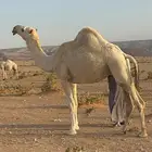 بكره رمانية نادرة ظروبة