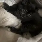 قطة 3 شهور للتبني