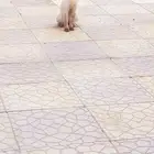 قط للتبني