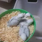 السلام عليكم للبيع فروخ روز غر الموقع المبرز