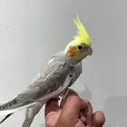 ببغاء كروان اليف ( 250 ريال )