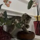 قطه سكوتش للبيع