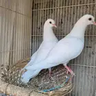 طبة حمام صنعاوي ابيض