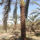 يوجد لدينا نخل تكريب هلال من 4م ونص لا 6م