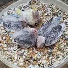 فروخ كروان هولندي للغر والتدريب