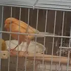 انثى كناري جاهزه