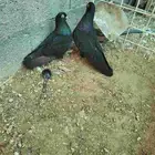 جوز قلاب كورة منتج