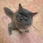 قطة للتبني