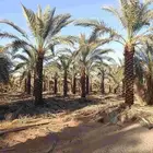 يوجد لدينا نخل تكريب هلال من مترين ونص 3م4م 5م 6م