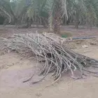 جريد مقصوص للبيع