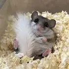 سناجب قزمه صغيره وآليفه