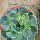حلويات الصيف