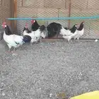 دجاج اللكن لفندر نوادر