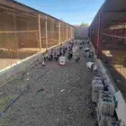 دجاج فيومي