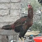 ديوك باكستانية