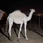 للبيع حواره كفو