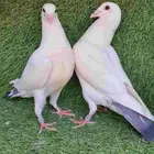 زاجل سباق محجل 2025