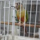 طير كنيور انثى