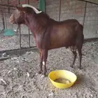 فحل ادهم