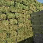 برسيم صافي 1500حبه البيع جمله وقطاعي