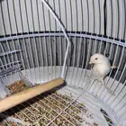كناري للبيع